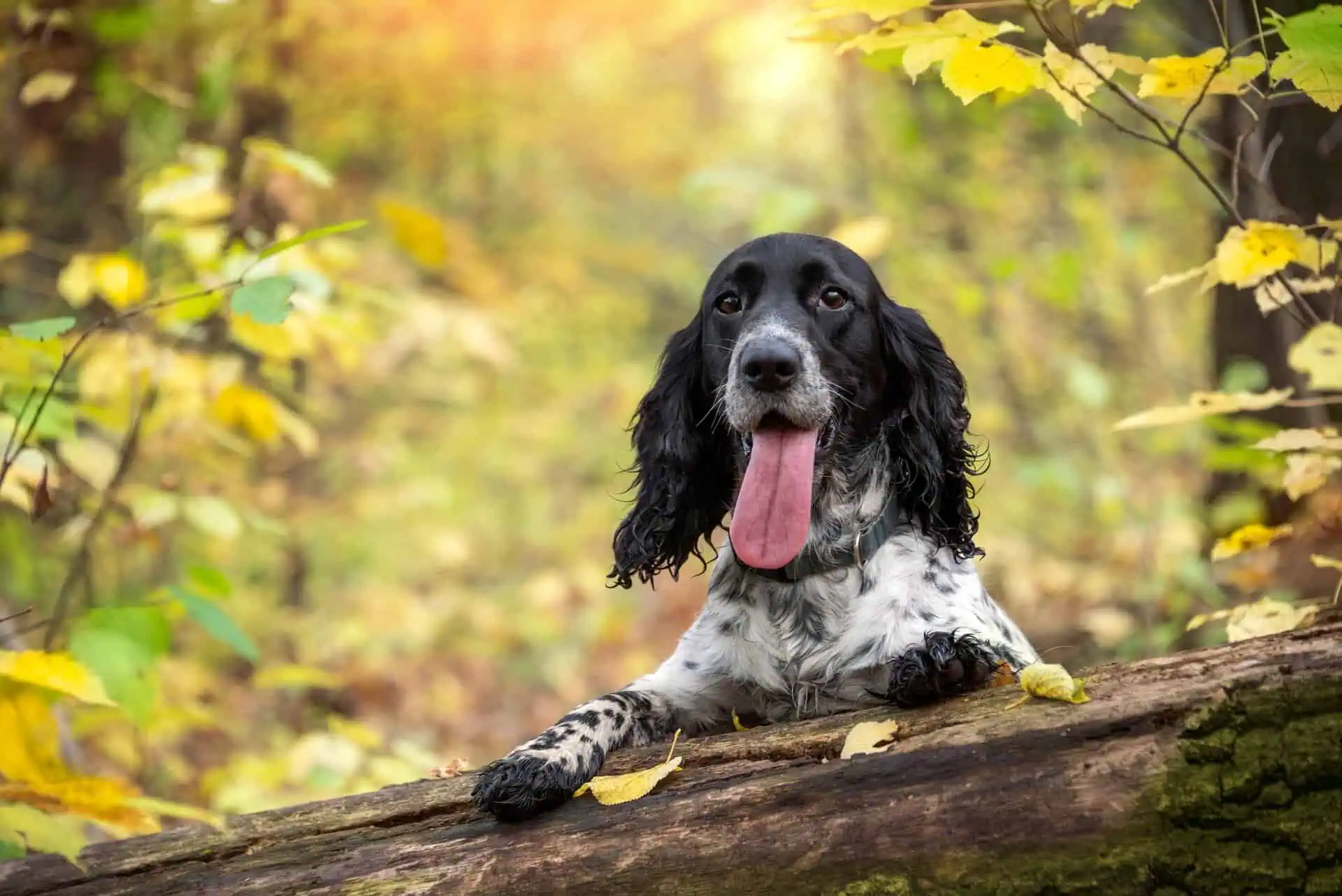 Pet Insurance Georgia