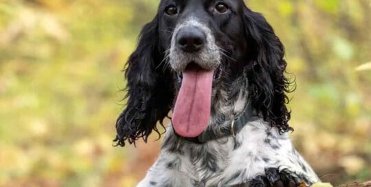 Pet Insurance Georgia